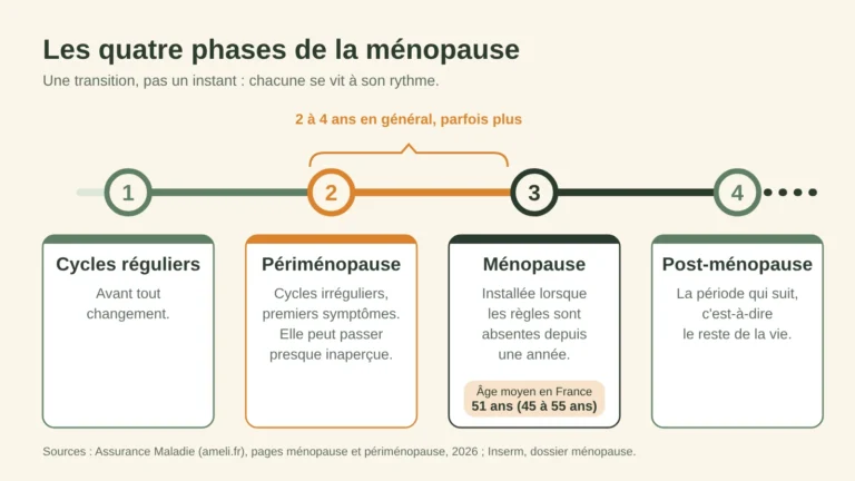 Schéma des quatre phases de la ménopause
