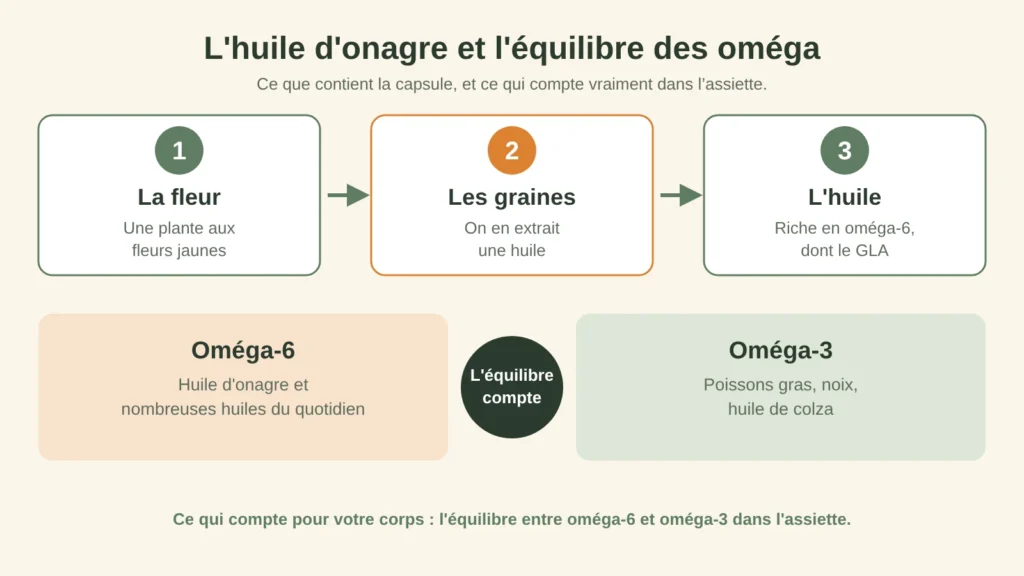 De la fleur d'onagre à l'huile riche en oméga-6, et l'équilibre avec les oméga-3 de l'assiette