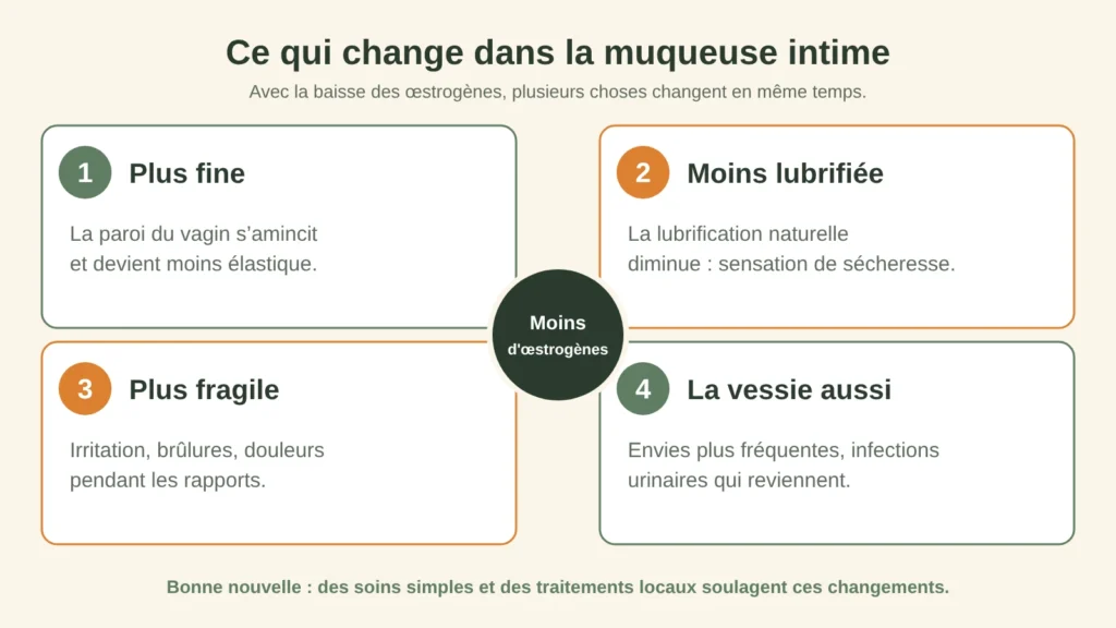 Schéma : ce qui change dans la muqueuse intime avec la baisse des œstrogènes
